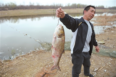 銀川愛伊河水污染，大量魚死亡