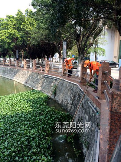 中堂廣場(chǎng) 水生植物泛濫